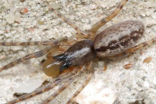 Réf. 286 948 : Segestria bavarica